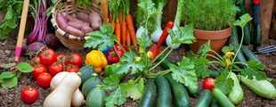 Legumes aout
